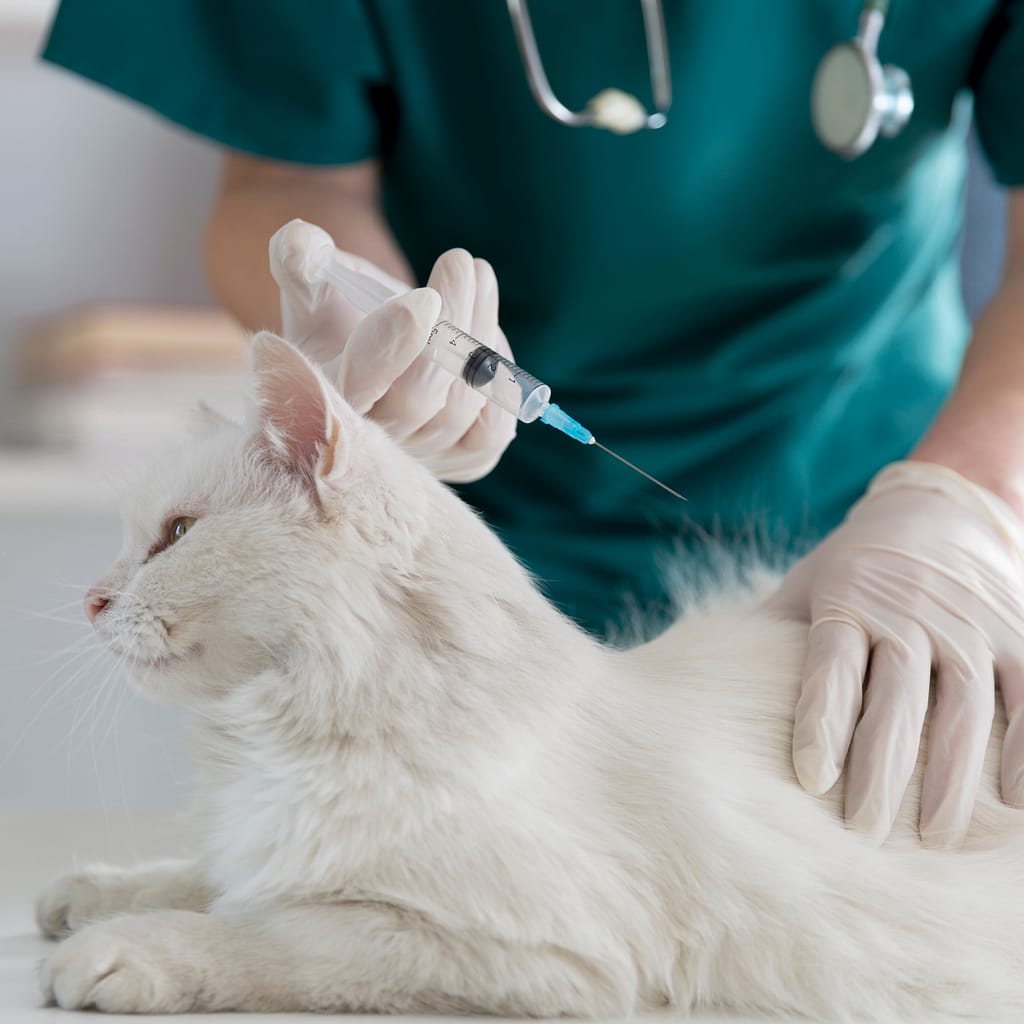 Kedilerin Rutin Aşıları