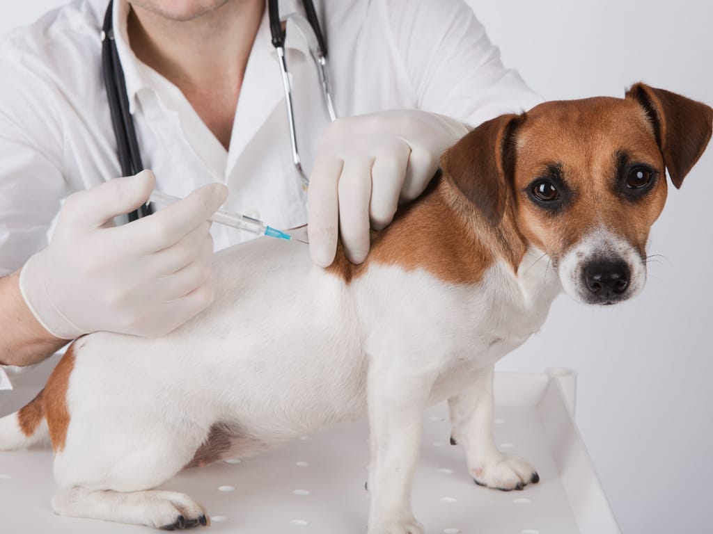 Köpeklerin Rutin Aşıları