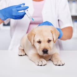 yavru köpek aşıları
