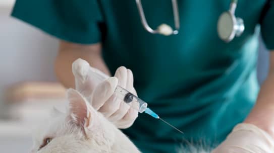 Kedilerin Rutin Aşıları