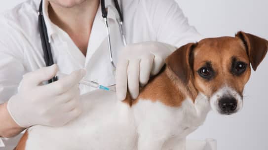 Köpeklerin Rutin Aşıları